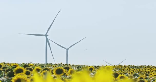 Windmühlen erzeugen Energie im hellen Sonnenblumenfeld — Stockvideo