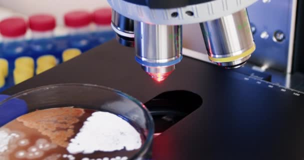 Вчений Кладе Чашку Петрі Бактеріями Збільшення Мікроскопа Вивчення Бактерій Вивчення — стокове відео
