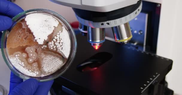 Cientista Segura Uma Placa Petri Com Colônias Bactérias Suas Mãos — Vídeo de Stock