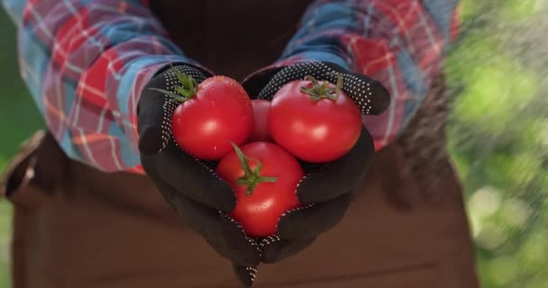 再生シャツとエプロンの男は彼の手に新鮮なトマトを保持し 前方にそれらを保持します — ストック動画