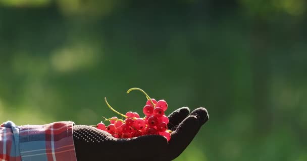Rolnik Podnosi Rękę Małą Gałązkę Czerwonymi Porzeczkami Świetle Słońca Tle — Wideo stockowe