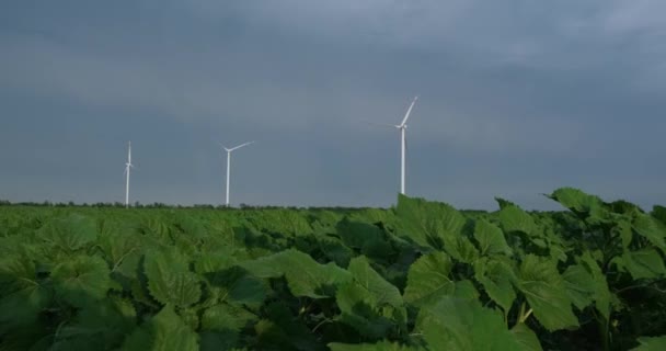 Windmills on vast field with man working via tablet PC — Vídeo de Stock