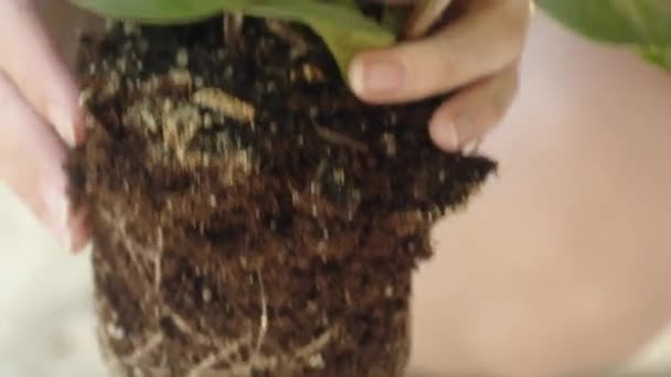 Wanita Menempatkan Tanaman Rumah Tangga Hijau Dalam Pot Dengan Tanah — Stok Video