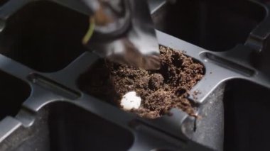 Çiftçi tohumları kürek kemiği kullanarak kutu hücrelerindeki siyah verimli toprakla kaplar. Profesyonel ekipmanlarla birlikte evde bitki yetiştirme süreci