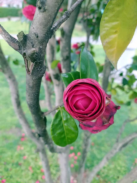 Lovely Flower Pink Rose Natural Scene — Stock Photo, Image