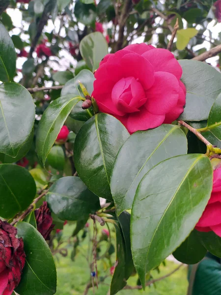 Lovely Flower Pink Rose Natural Scene — Stock Photo, Image