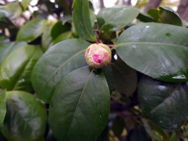 Pembe Çiçek Bud Yaratıcı Fikirler İçin Doğal Sahne