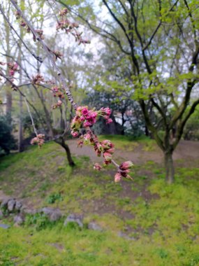 Yaratıcı Fikirler İçin Yeşil Doğal Sahnede Pembe Çiçek