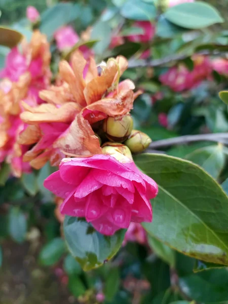 Yaratıcı Fikirler İçin Yeşil Doğal Sahnede Pembe Çiçek