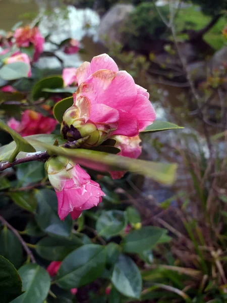 Pink Flower Green Natural Scene Creative Ideas — Stockfoto