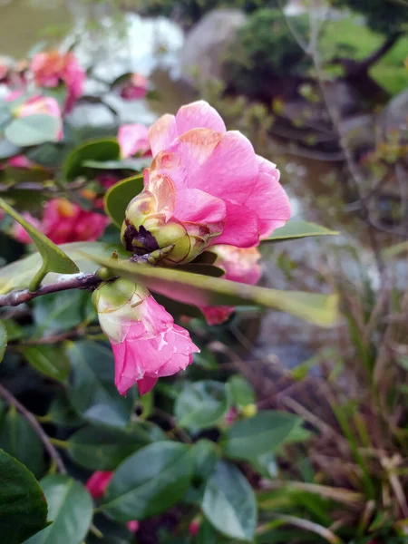 Pink Flower Green Natural Scene Creative Ideas — Stockfoto