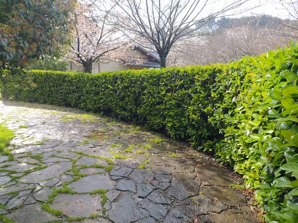 Curvy Road Garden Natural Scene — ストック写真