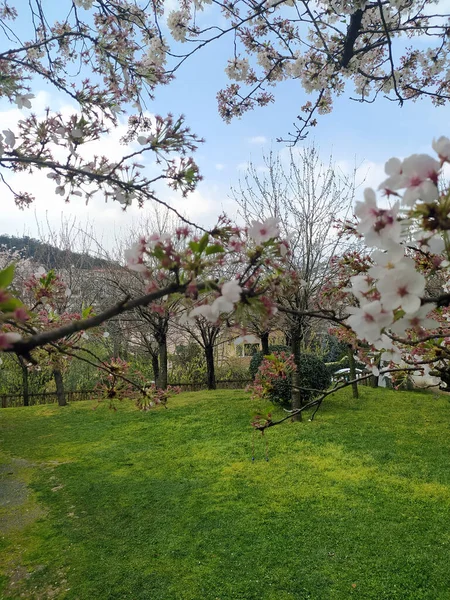 Natural Beauty Baltalimani Japanese Garden — Stock Photo, Image