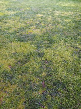 Grass Texture in Beautiful Garden