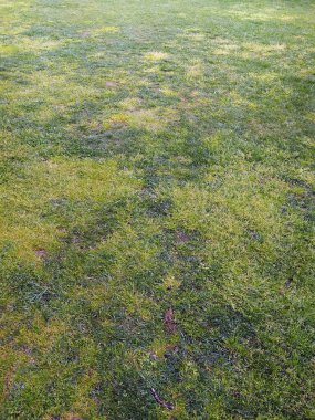 Grass Texture in Beautiful Garden