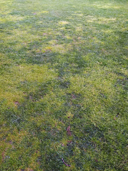 Grass Texture in Beautiful Garden