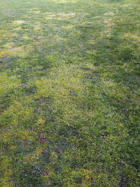 Grass Texture in Beautiful Garden