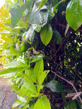 Leaf Wall in Beautiful Garden