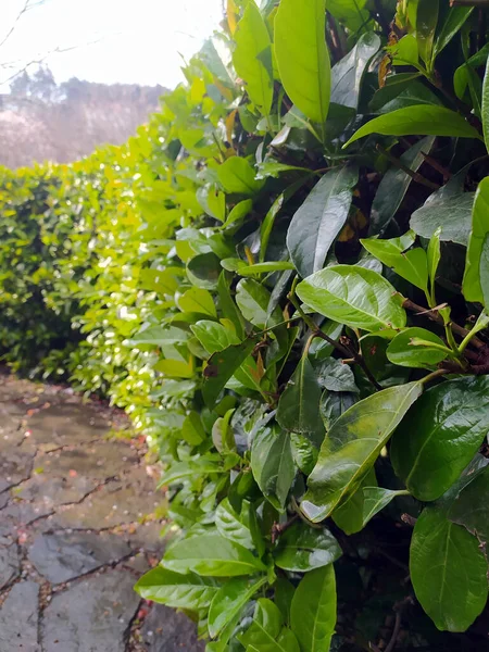 Leaf Wall in Beautiful Garden