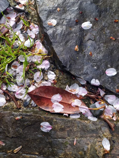 Fallen Leaves Flowers Autumn — Stockfoto