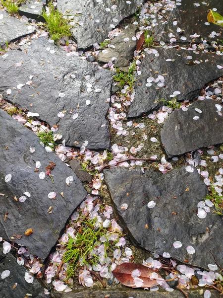 Fallen Leaves Flowers Autumn — ストック写真