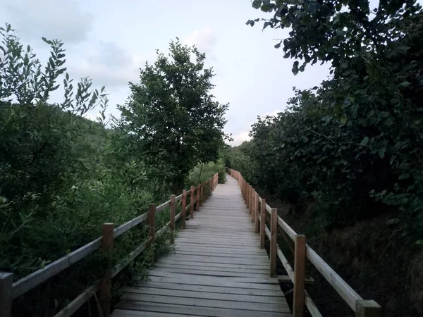 Sakarya Karasu Daki Acarlar Sel Ovası Ormanı — Stok fotoğraf