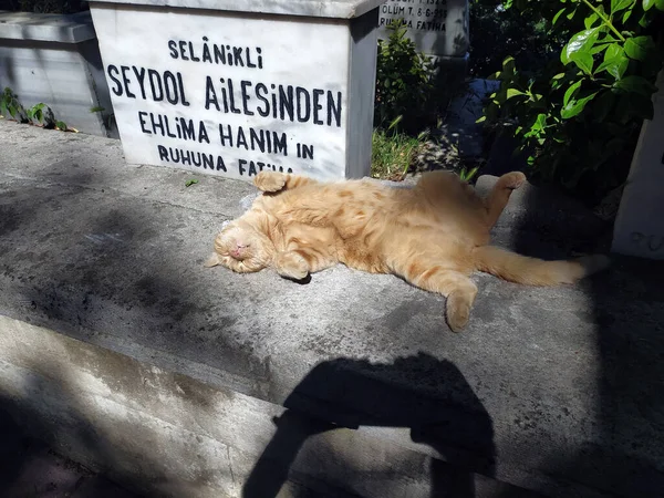 Pequeno Gato Amarelo Está Dormindo — Fotografia de Stock