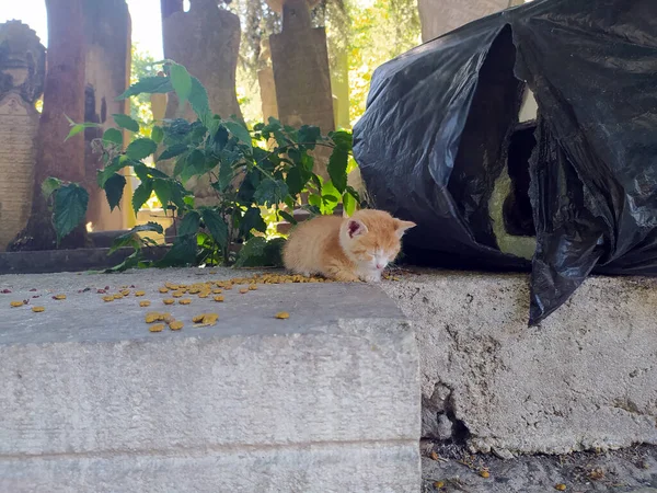 Küçük Sarı Kedi Uyuyor