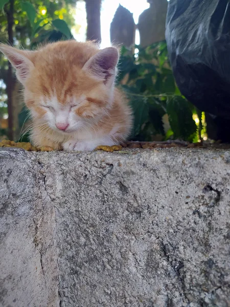 Pequeno Gato Amarelo Está Dormindo — Fotografia de Stock