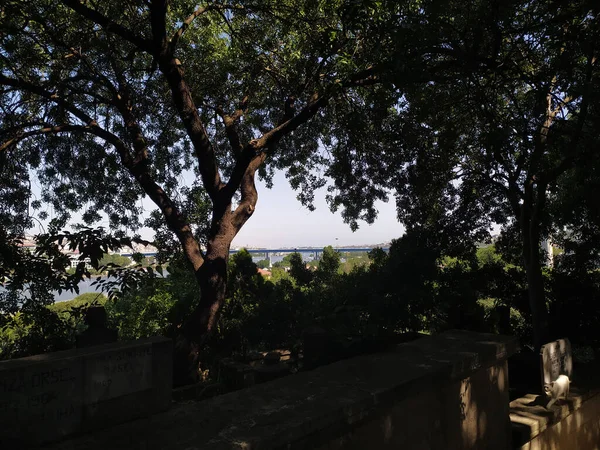Uitzicht Istanbul Achter Bomen — Stockfoto