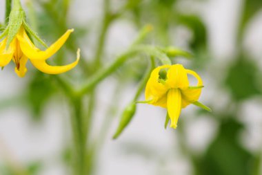 Çiçek açan sarı domates çiçeği yakın.