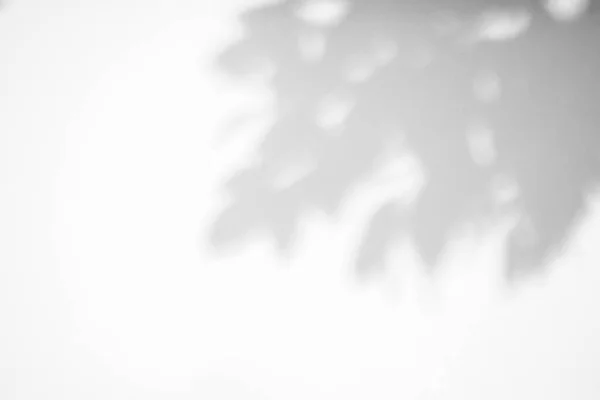 Abstrato Árvore Natural Deixa Sombra Fundo Parede Branca — Fotografia de Stock