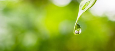 Yeşil yaprağa düşen yağmur suyu doğal arkaplanı kapatır