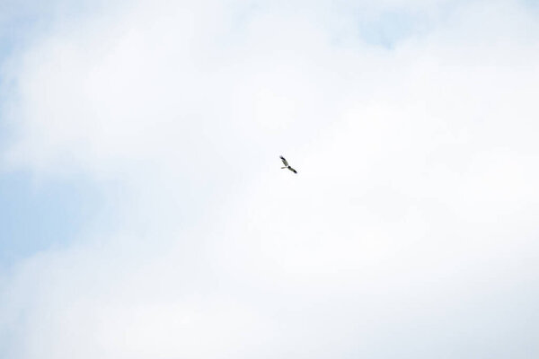 Hawk soars over the blue sky