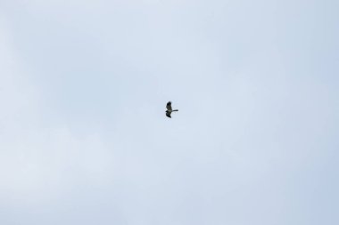 Şahin mavi gökyüzünde süzülüyor