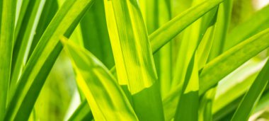 Bahçeye bokeh arkaplanlı yeşil yaprak ekin