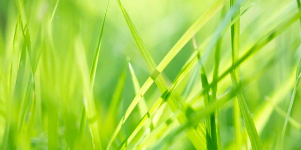 Green Grass Leaf Garden Bokeh Background — Stock Photo, Image