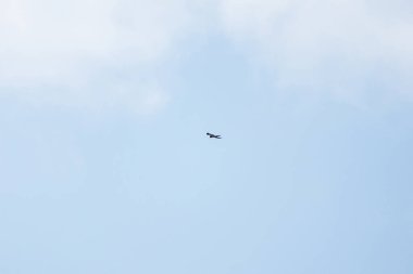 Şahin mavi gökyüzünde süzülüyor