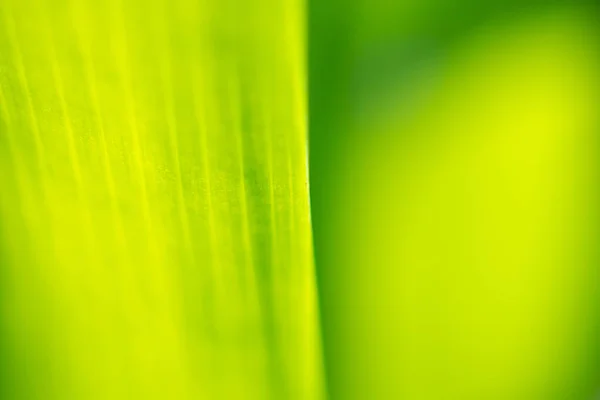 Planta Folha Verde Jardim Com Fundo Bokeh — Fotografia de Stock