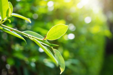 Bahçeye bokeh arkaplanlı yeşil yaprak ekin