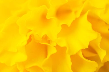 Sarı kadife çiçekleri soyut arkaplanı kapatır
