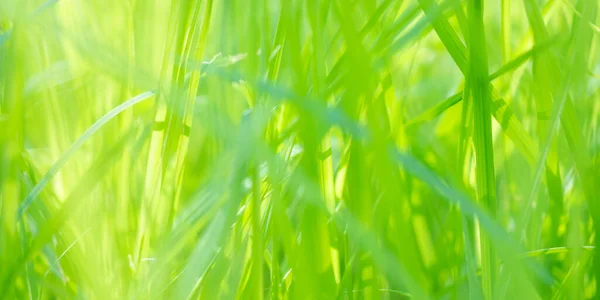 Green Grass Leaf Garden Bokeh Background — Stock Photo, Image