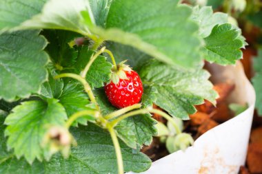 Bahçedeki taze kırmızı olgun organik çilek.