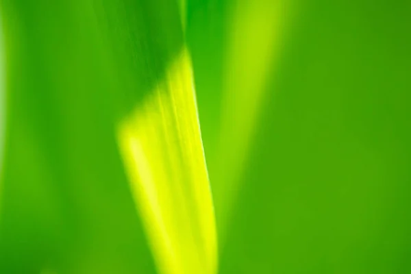 Rostlina Zelený List Zahradě Bokeh Pozadí — Stock fotografie