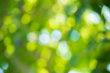 Soyut bulanık yeşil yaprak bokeh doğa arkaplanı