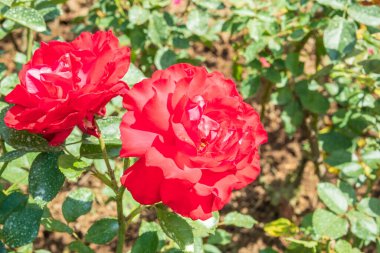 Bahçedeki güzel kırmızı güller