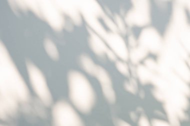 Soyut doğal ağaç beyaz duvar arkaplanında gölge bırakır