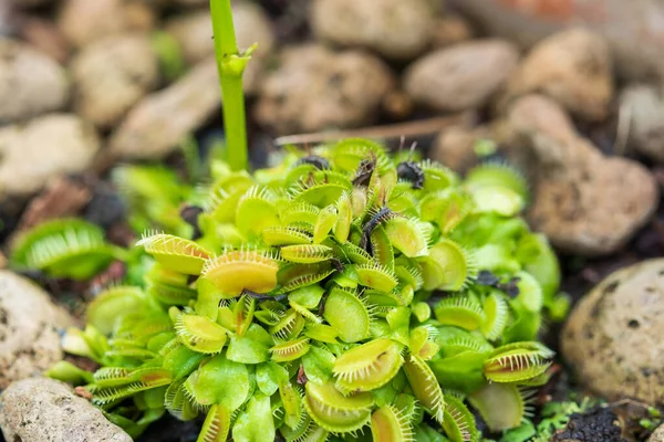 Venere Flytrap Dionaea Muscipula Pianta Carnivora Vicino — Foto Stock