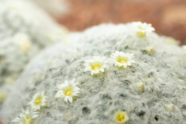Fiore Cactus Bianco Vicino Giardino — Foto Stock