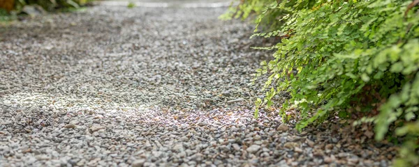 Samambaia Verde Folhas Plantas Com Caminho Jardim — Fotografia de Stock